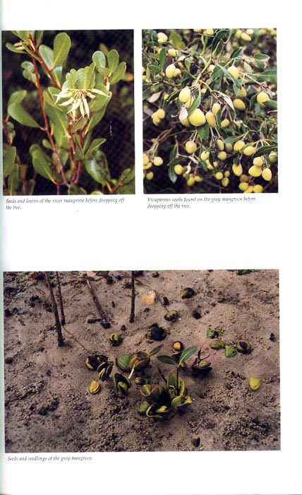 Mangroves in New South Wales and Victoria - aus dem Buch